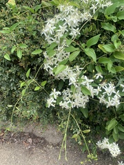 Clematis terniflora terniflora