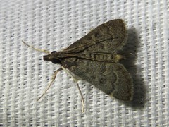 Steniodes declivalis