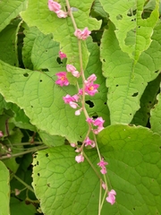 Antigonon leptopus