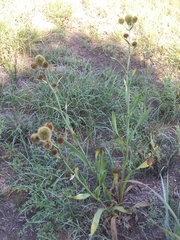 Eryngium yuccifolium