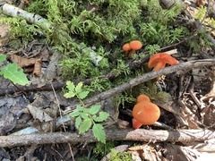 Hygrocybe cantharellus