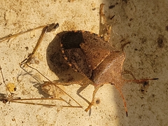 Pentatomomorpha