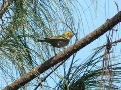 Peucedramus taeniatus