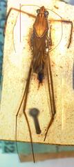 Tenagogonus