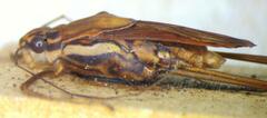 Tenagogonus