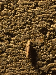 Ornativalva erubescens