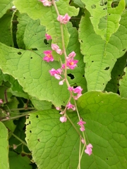Antigonon leptopus