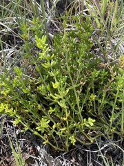 Nitrophila occidentalis