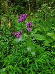 Vernonia gigantea