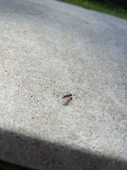 Odontomachus erythrocephalus