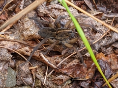 Tigrosa helluo