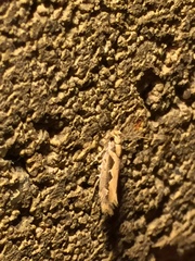 Ornativalva erubescens