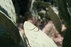 Argiope lobata