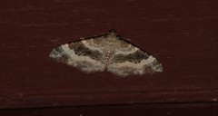 Epirrhoe rivata
