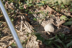Ammophila