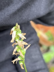 Spiranthes tuberosa
