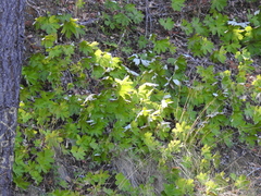Petasites frigidus palmatus