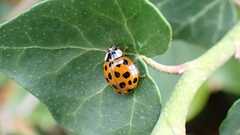 Harmonia axyridis