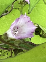 Ipomoea lacunosa