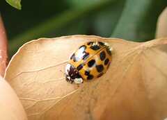 Hesperomyces harmoniae