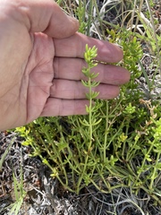 Nitrophila occidentalis