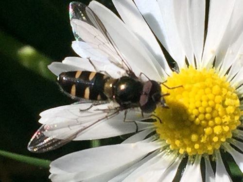Large Hover Fly photo 3