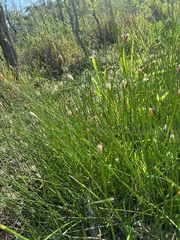 Eleocharis palustris