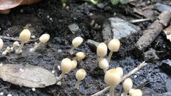 Coprinellus