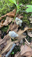 Helvella crispa