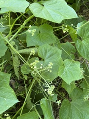 Vitis californica