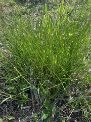 Eleocharis palustris