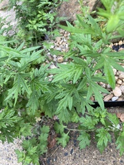 Dysphania ambrosioides