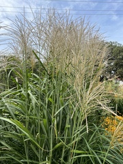 Miscanthus sinensis