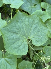 Vitis californica