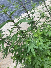 Dysphania ambrosioides