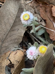 Helichrysum argyrosphaerum