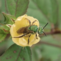 Agapostemon nasutus
