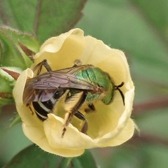 Agapostemon nasutus