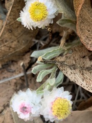 Helichrysum argyrosphaerum