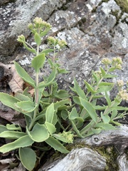 Hylotelephium telephioides