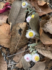 Helichrysum argyrosphaerum