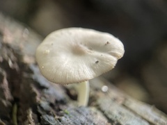 Bolbitius