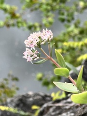 Hylotelephium telephioides