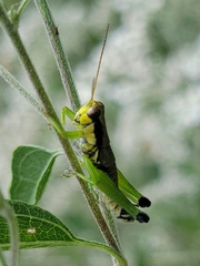Melanoplus gracilis