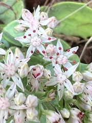 Hylotelephium telephioides