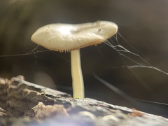 Bolbitius