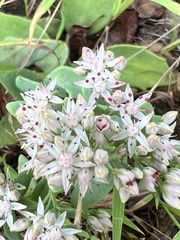 Hylotelephium telephioides