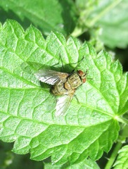Senometopia pollinosa