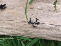 Auricularia polytricha