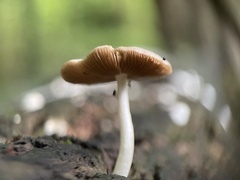 Bolbitius